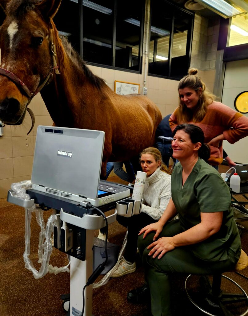 Acvetmed: Echografie van de buigpezen en de kootregio – practicum