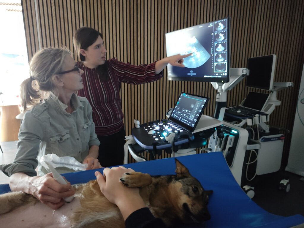 One-on-One Echo Abdomen met Dr. Emmelie Stock in Vlaanderen