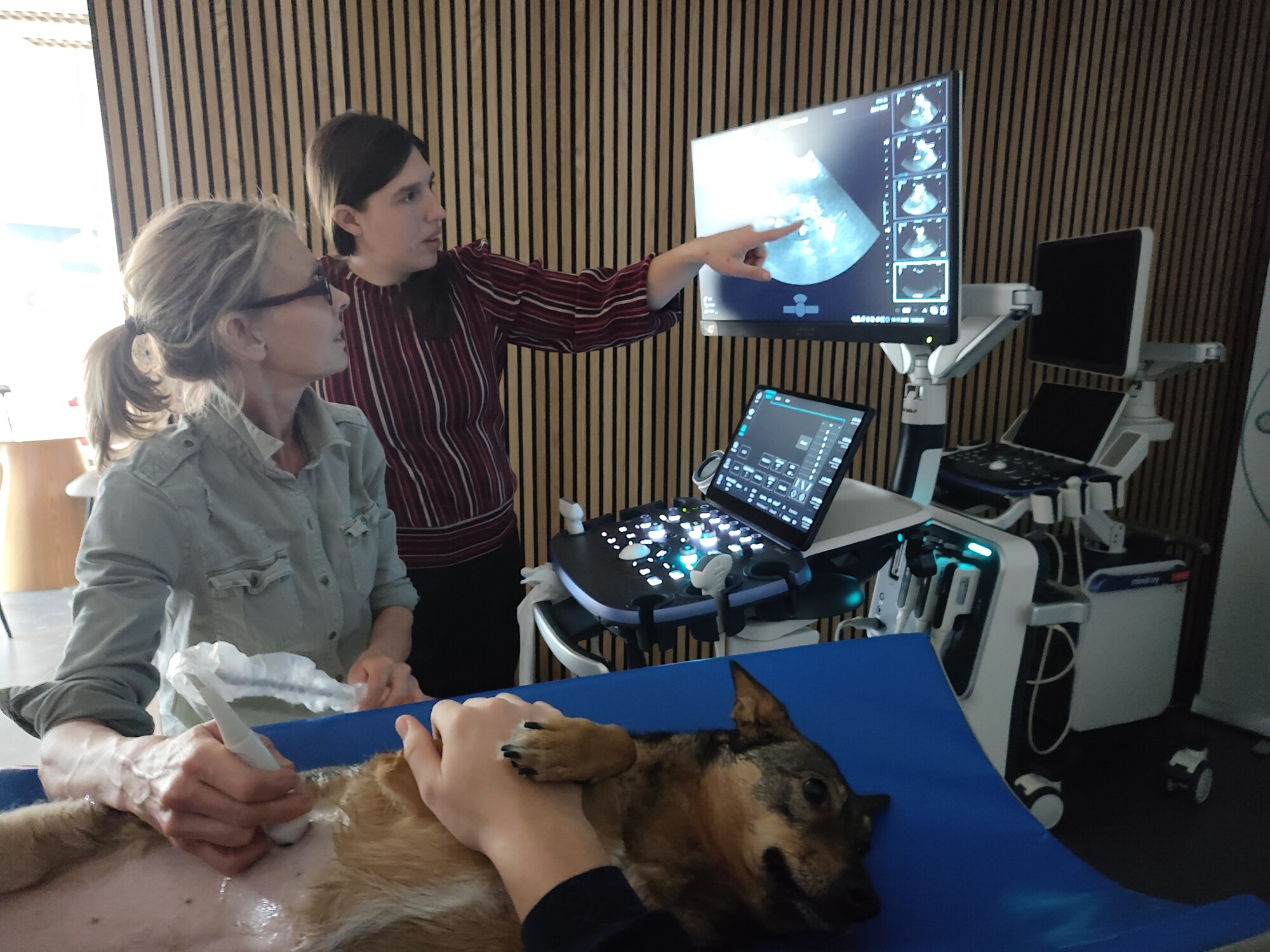 Vorige week mochten we opnieuw een opleiding abdominale echografie van Happy Vet ondersteunen, dit keer in een One-on-One formule. Met veel nieuwsgierigheid en inzet gingen de gemotiveerde dierenartsen, onder professionele begeleiding van Dr. Emmelie Stock, aan de slag. Dankzij de persoonlijke aanpak konden deelnemers in hun eigen tempo werken en écht diep in de materie duiken. Het was geweldig om te zien hoe snel iedereen vooruitgang boekte.