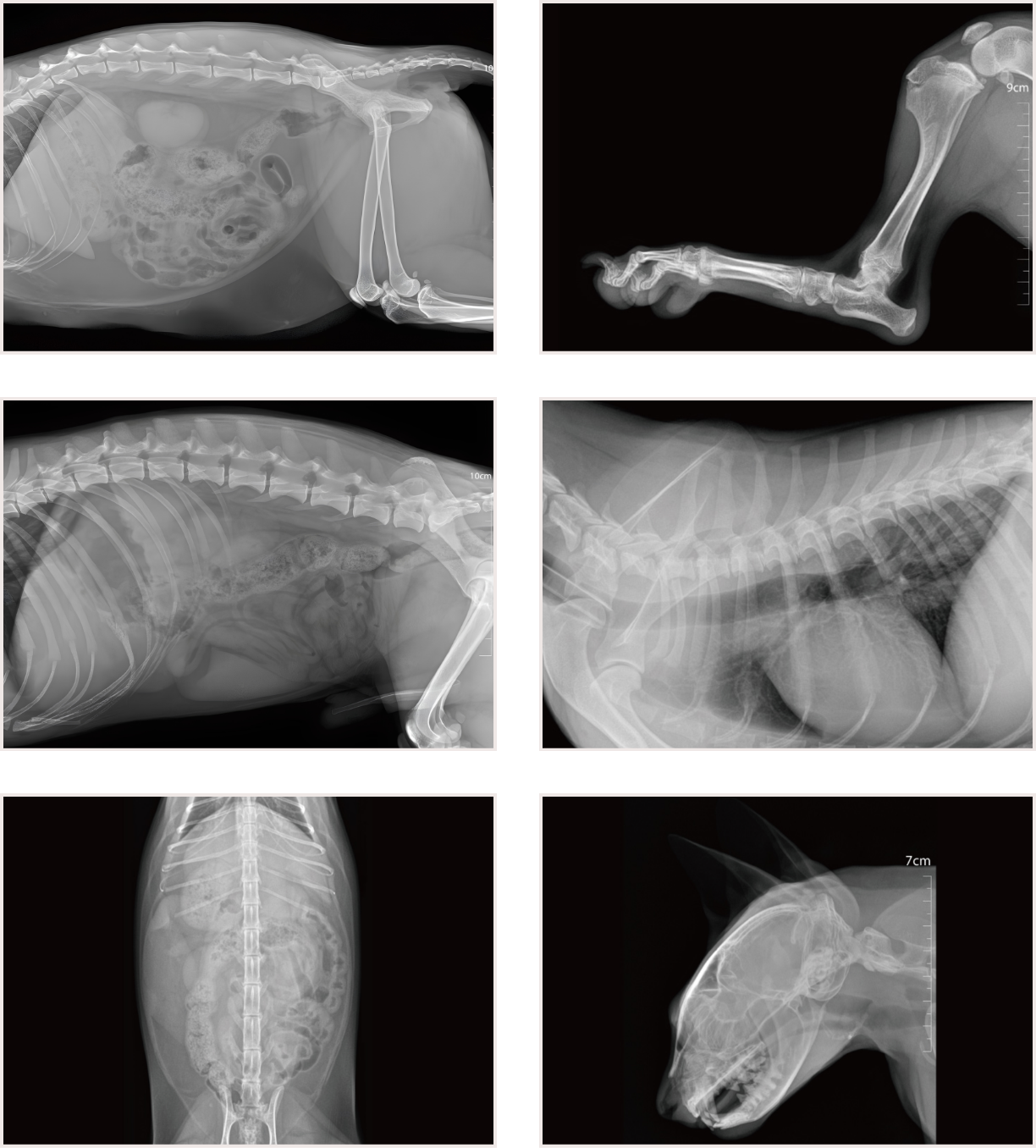 Mindray VetiX S380 geavanceerd DR-systeem voor veterinaire digitale radiografie met uitgebreide meetmogelijkheden