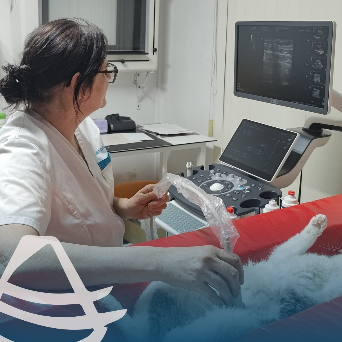 Bij DAP Kerberos van Nesto werd recent een Mindray Vetus 50 geïnstalleerd voor geavanceerde abdominale echografie. Een sterke keuze voor een nieuwe Mindray-klant die kiest voor betrouwbare diagnostiek en workflow-efficiëntie in de praktijk.