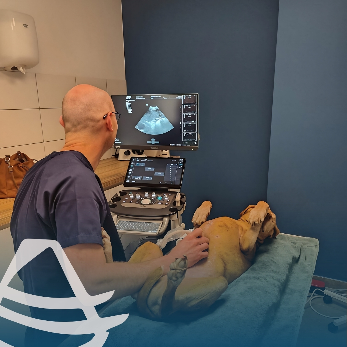 Met plezier melden we de installatie van een Mindray Vetus 80 bij dierenarts Nico Coppens.